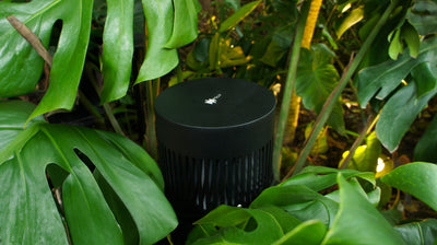 Magna Audio Polly Sub 8